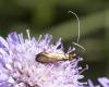 Nemophora metallica
